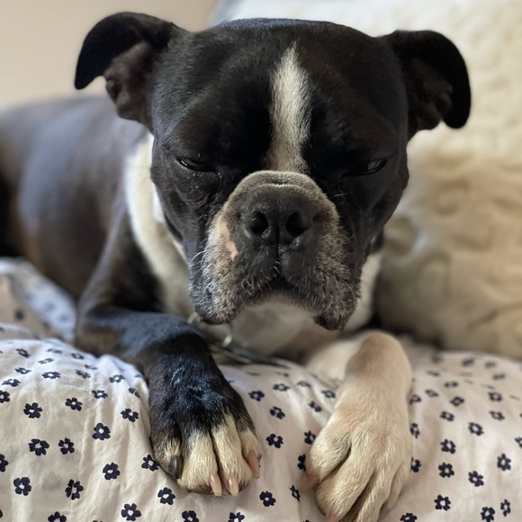 Meet your Posher, Emma - Picture 4 of 5